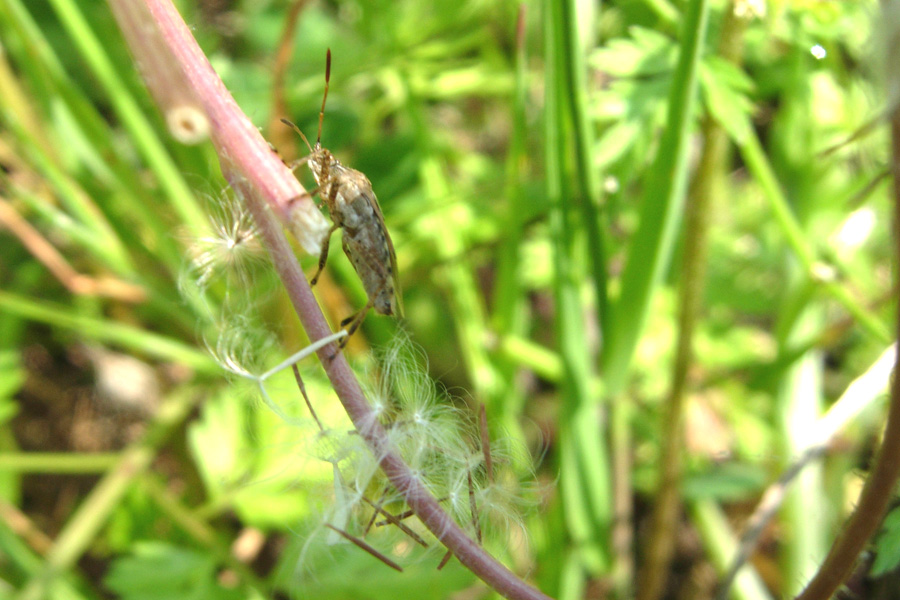 Stictopleurus,  Lygaeus & Lygaeosoma (Heteroptera)